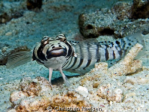 Shy Sandperch.
This little fellow was pretty shy and bac... by Christian Nielsen 